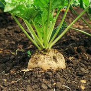 Сахарная свекла