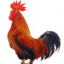 Rooster