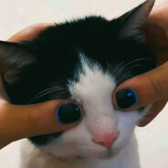 学校沃柑比我甜