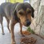 rodolfo el perro