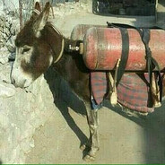 Осел на газу