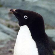 Alasdair - steam id 76561197963262801