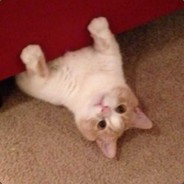 电子竞技没有女朋友