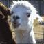 AlpacaViril