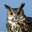 Arctic Snowy owl