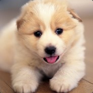 vera - steam id 76561198894505938