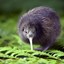 Guard Kiwi