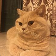 这不撞枪口上了么