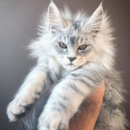 我有十条鱼䲆鱻䲜