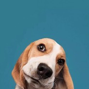 电竞网易云（斑马）