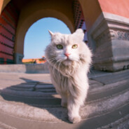 手机玩家扎克李