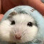 hamster3