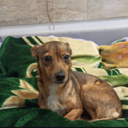 tryhardtoster CASE.GIFT