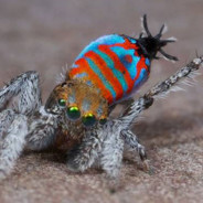 Dr. SparkleMuffin |OML|