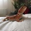 AgaMa