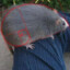 Golden ratio Rat