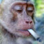 stoned monkey'