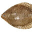 flounder