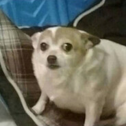 пута - steam id 76561198304567569