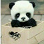 Panda^ &gt;_&lt;