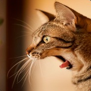JumpinForJoy! - steam id 76561197965603898
