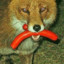 (DSF) SlowFoxxy