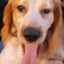 odie