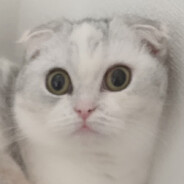 にゃむちゃん
