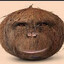 cornelius coconut