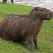 Capivara Selvagem