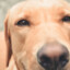 Doggie Bark