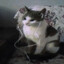 plink