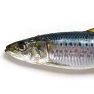 pilchard