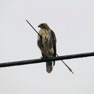 Олег Молотов