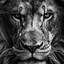 the lion