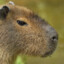 Capybara gang