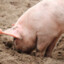 THIS PIG CAN DIG