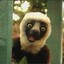 Zoboomafoo