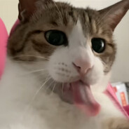 温柔枪法不曾伤人一毫半分