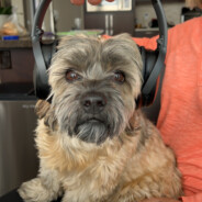 Dingalonglinglong (sonder)