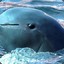 Just an Irrawaddy Dolphin