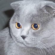 Котик Сема