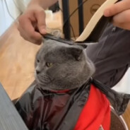 scottish fold cat gettin haircut