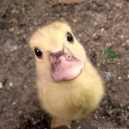 西凉太守 马嘟嘟