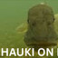 Hauki