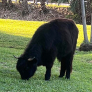 babydonk