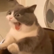 Fuckboiz Viện Điện