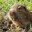 Gopher