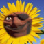 That weird sunflower