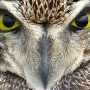 Gufo - steam id 76561197971466826